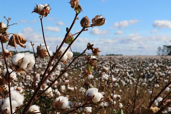 Why Australians Love Cotton Clothing